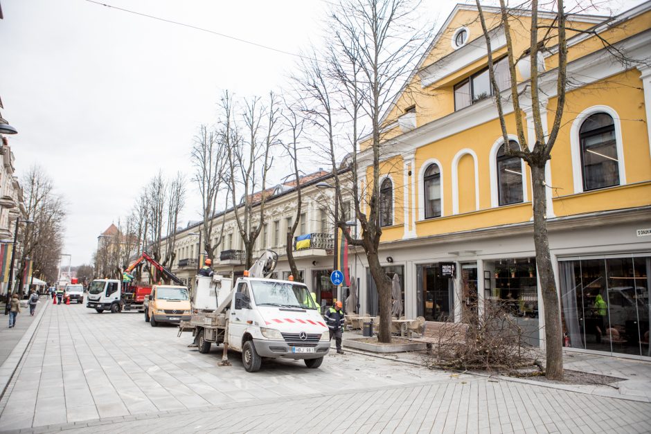 Nugenėjus Laisvės alėjos liepas, neliko ir lizdo