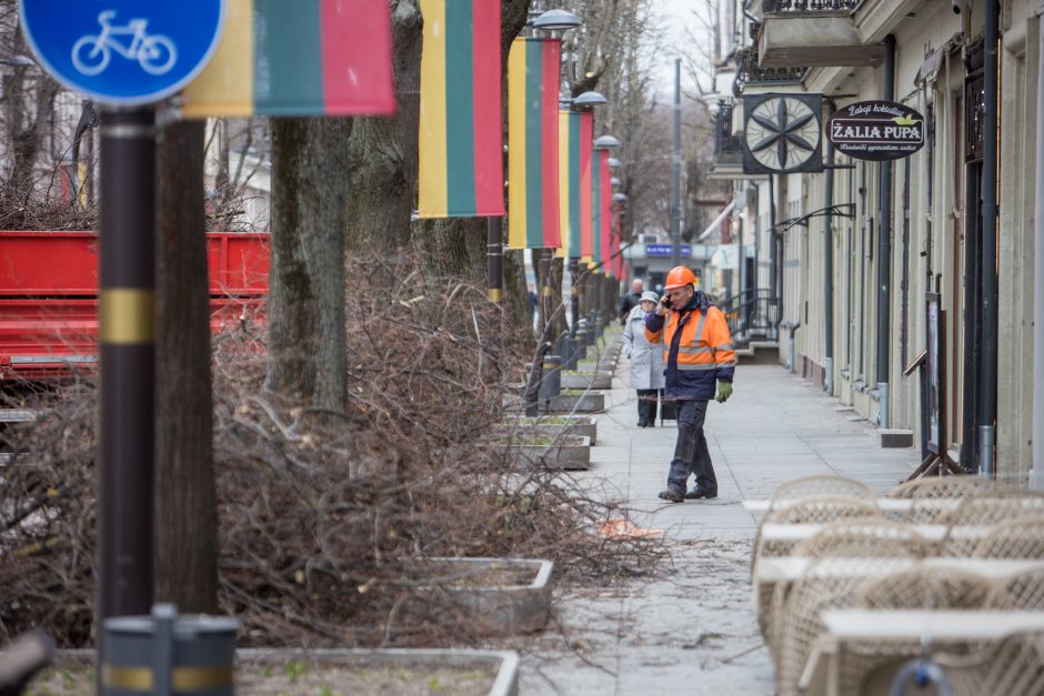 Nugenėjus Laisvės alėjos liepas, neliko ir lizdo