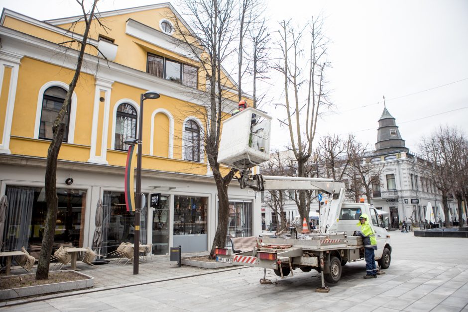 Nugenėjus Laisvės alėjos liepas, neliko ir lizdo