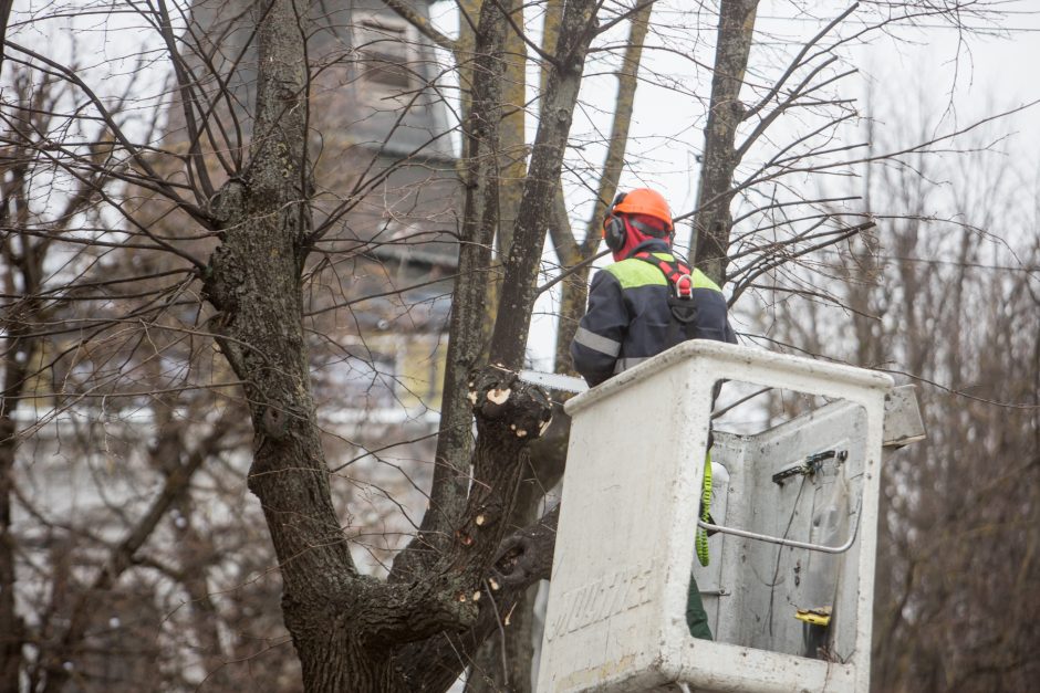 Nugenėjus Laisvės alėjos liepas, neliko ir lizdo