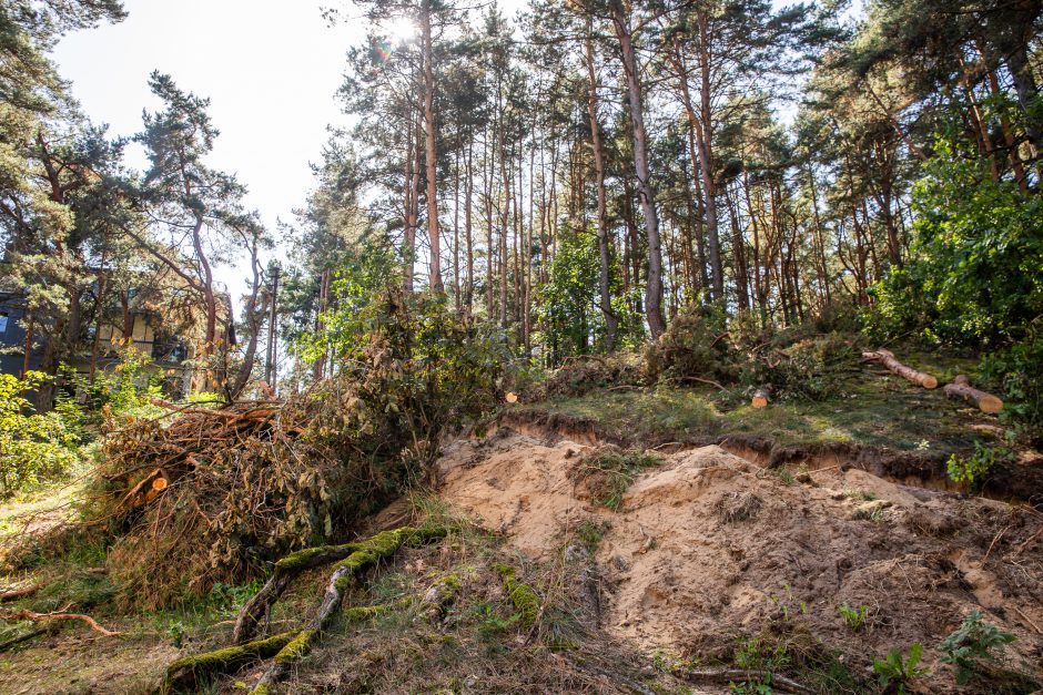 Įžūlumas Karmėlavoje: kad įvažiuotų į sklypą, iškirto parko pušis