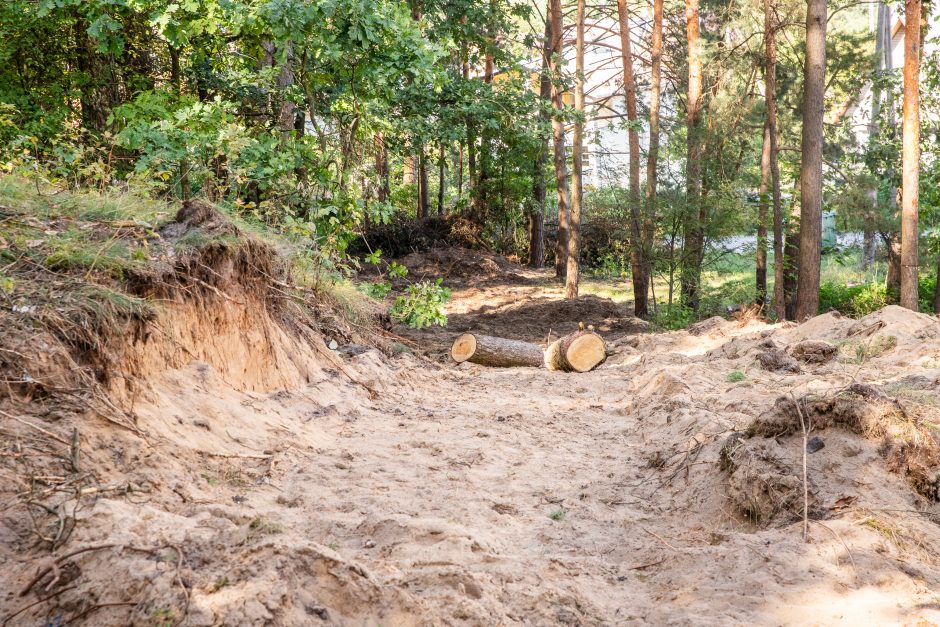 Įžūlumas Karmėlavoje: kad įvažiuotų į sklypą, iškirto parko pušis