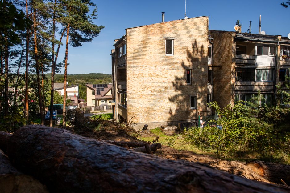 Įžūlumas Karmėlavoje: kad įvažiuotų į sklypą, iškirto parko pušis