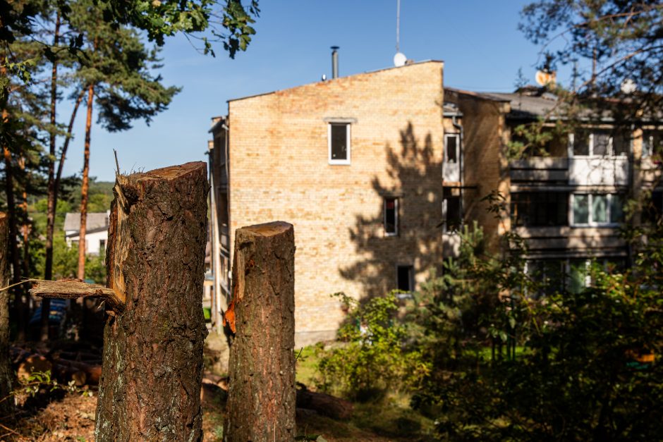 Įžūlumas Karmėlavoje: kad įvažiuotų į sklypą, iškirto parko pušis