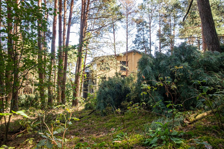 Įžūlumas Karmėlavoje: kad įvažiuotų į sklypą, iškirto parko pušis