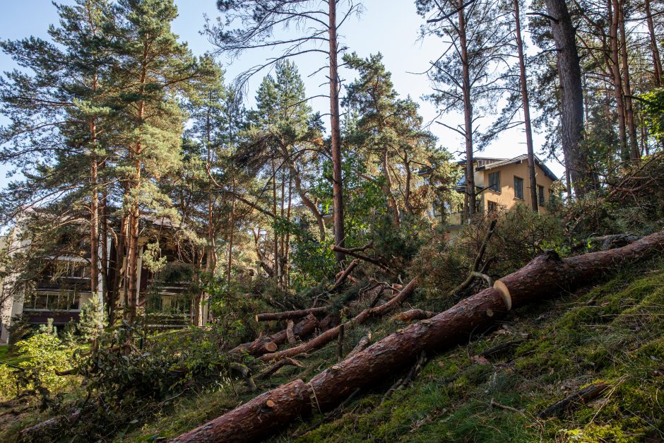 Įžūlumas Karmėlavoje: kad įvažiuotų į sklypą, iškirto parko pušis