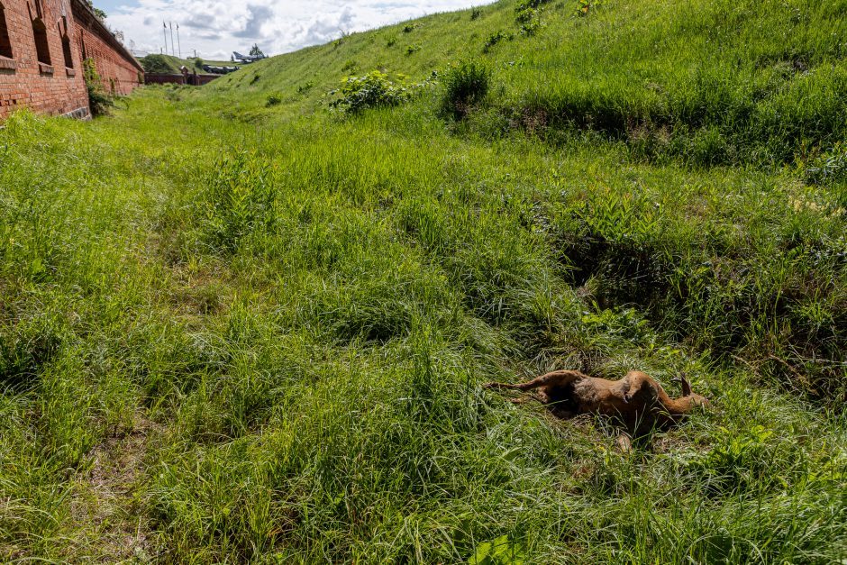 Dvokiančia stirnos gaišena jau pasirūpinta: ar žinotumėte, kur kreiptis?