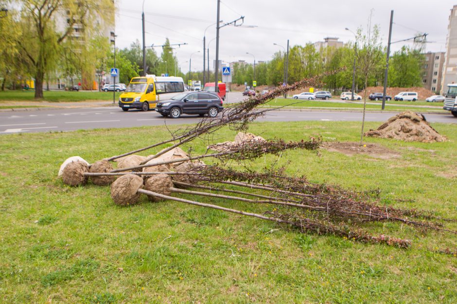 Žiedinėse sankryžose sodinami medeliai sukėlė kauniečiams klausimų