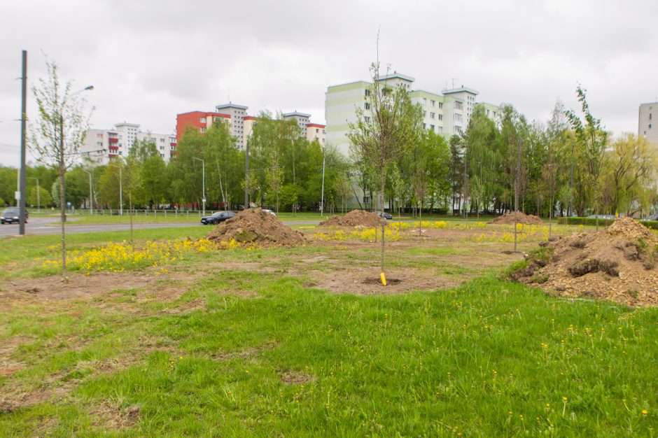 Žiedinėse sankryžose sodinami medeliai sukėlė kauniečiams klausimų