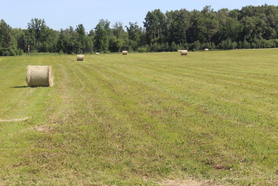 Blogi orai smogė ūkiams: prognozuojami dar vieni liesos karvės metai