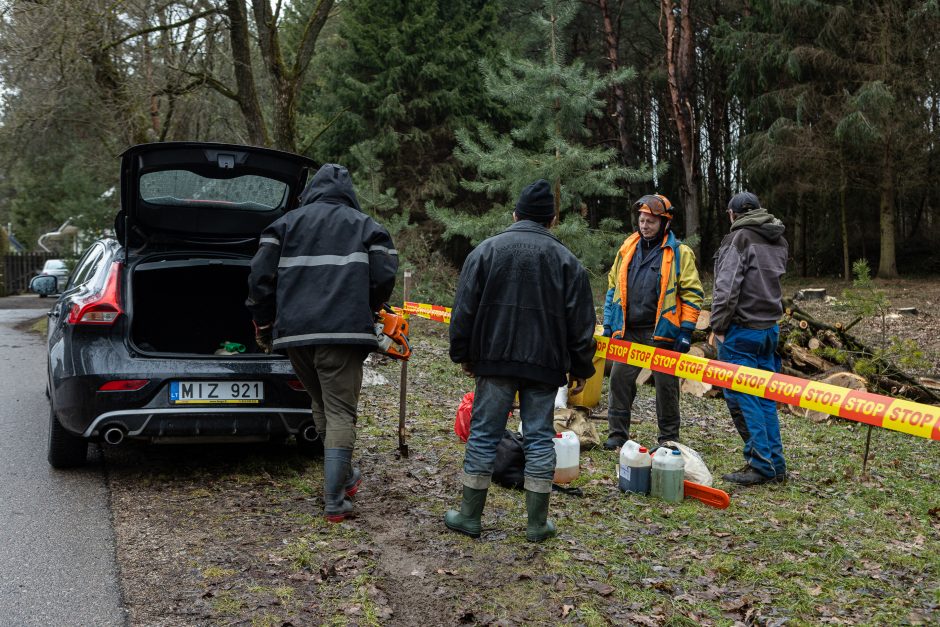 Įžūlumui ribų nėra: pasinaudoję šventėmis į Radikius grįžo nelegalūs medžių kirtėjai? 