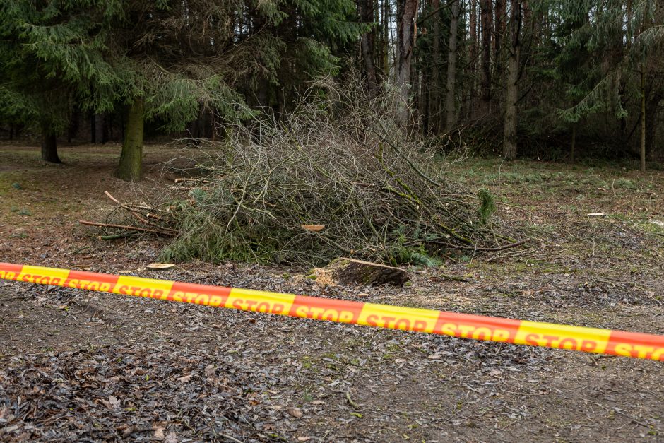 Įžūlumui ribų nėra: pasinaudoję šventėmis į Radikius grįžo nelegalūs medžių kirtėjai? 