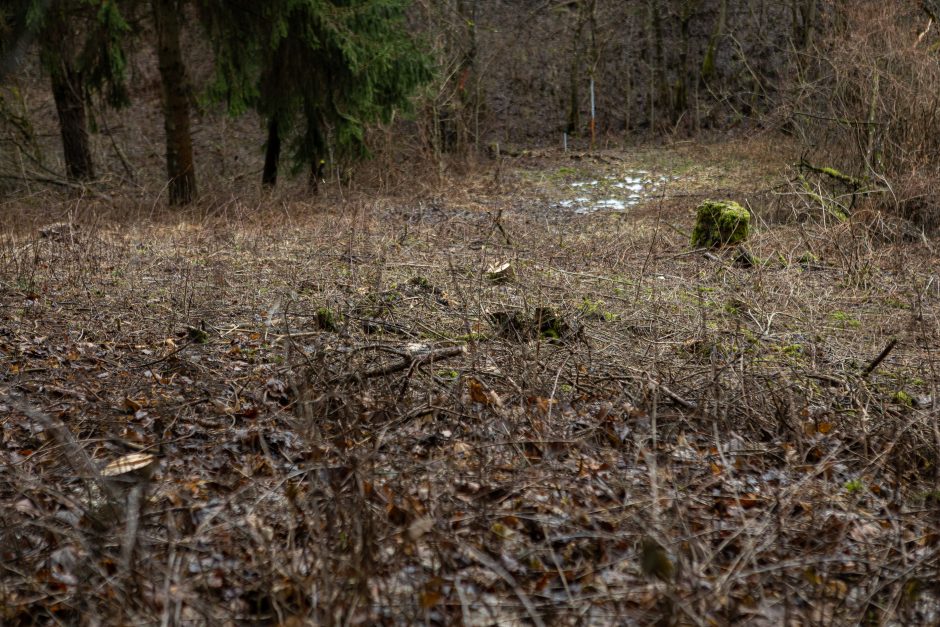 Įžūlumui ribų nėra: pasinaudoję šventėmis į Radikius grįžo nelegalūs medžių kirtėjai? 