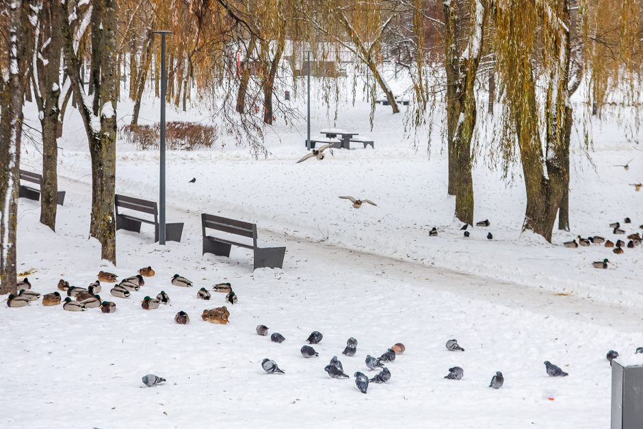 Kaunietė: gal dar yra vilties pakilti iš dugno?