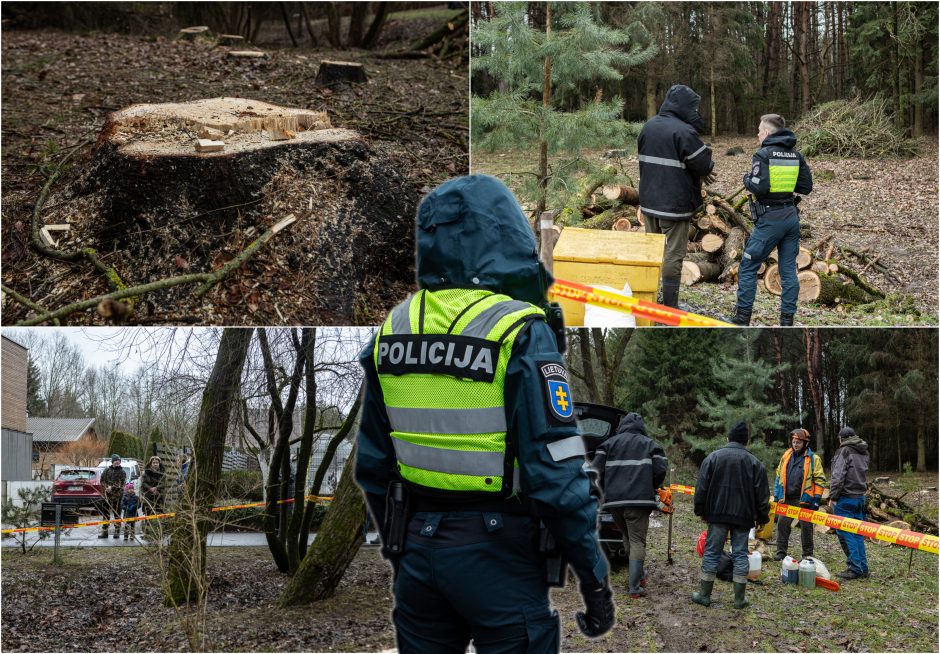 Įžūlumui ribų nėra: pasinaudoję šventėmis į Radikius grįžo nelegalūs medžių kirtėjai? 