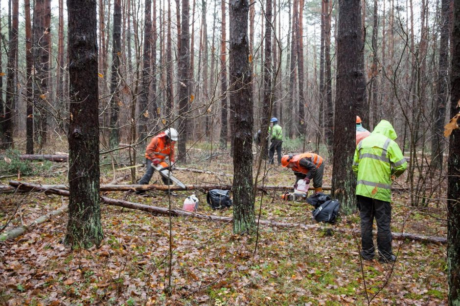 Mirė per miško kirtimo darbus sužalotas vyras