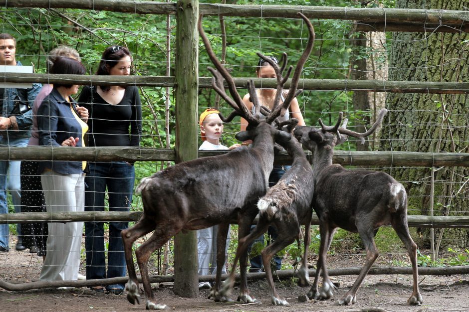 Dėl Zoologijos sodo rekonstrukcijos pirkimo – naujos žinios