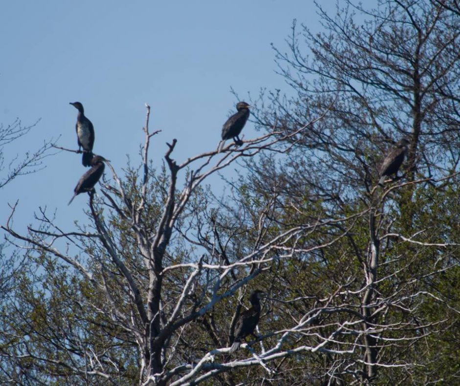 Uostamiesčio politikai kratosi kormoranų