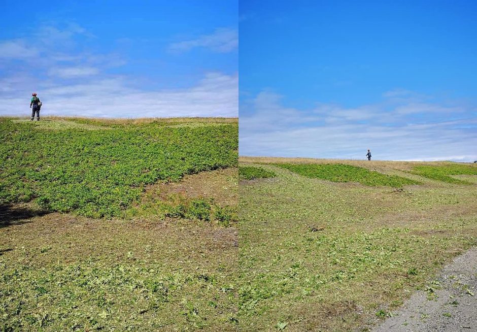 Kuršių nerijoje šienauja kopas