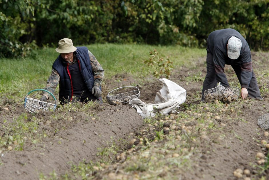 Per bulviakasį parduotuvėse pasigedo bulvių