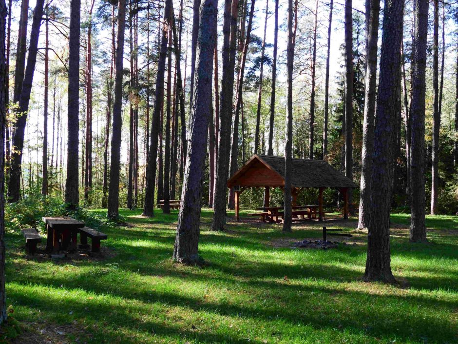 Iškeisk miestą į mišką: Aukštaitijos girių didybė