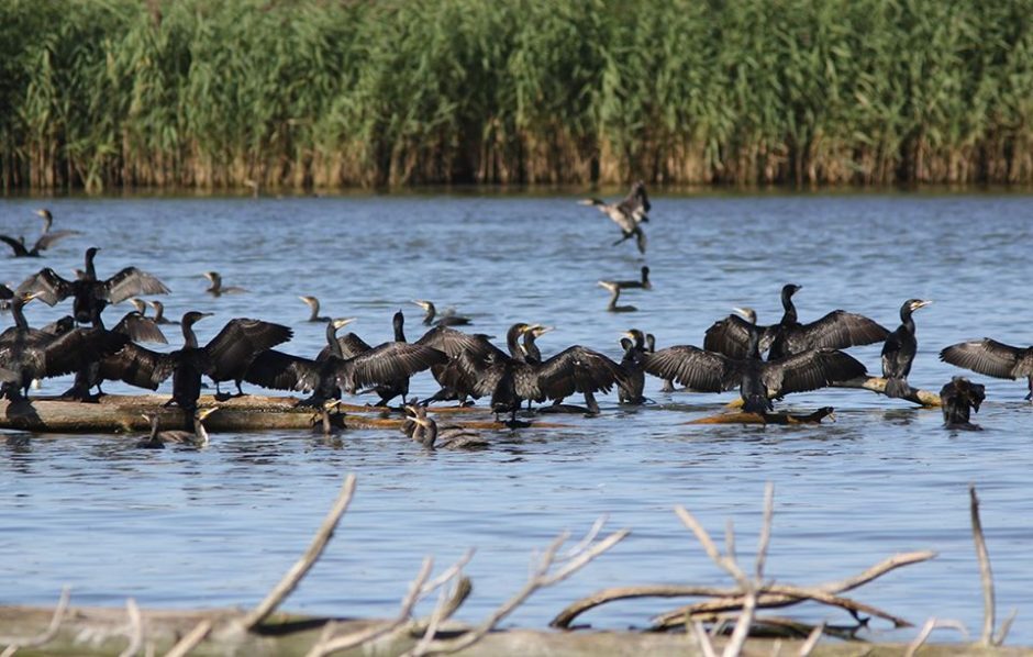 Pamario prakeiksmas: žuvininkystės ūkiai nebeapsigina nuo kormoranų