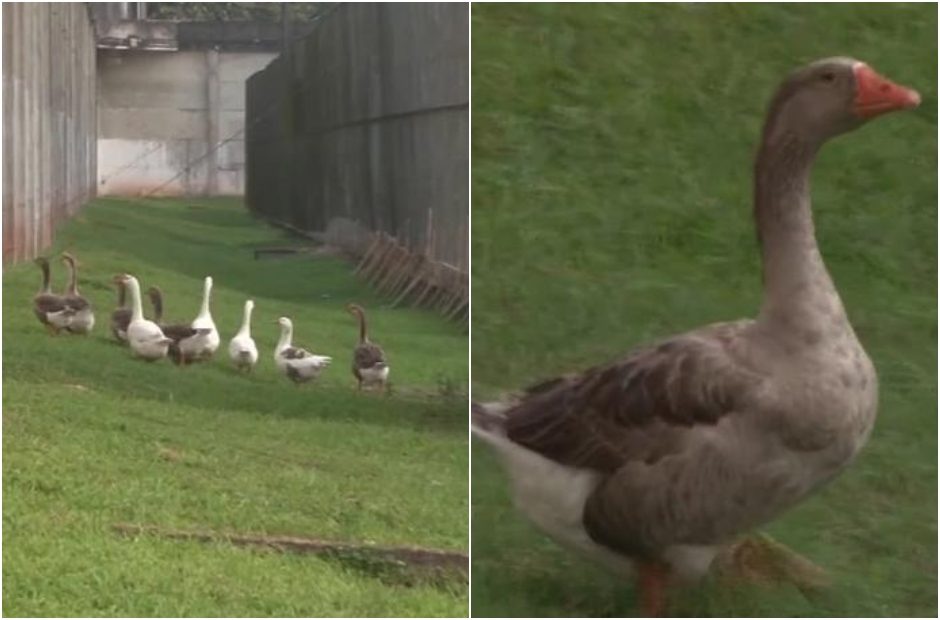 Kalėjimo prižiūrėtojos – žąsys: ekonomiškiau už šunis?