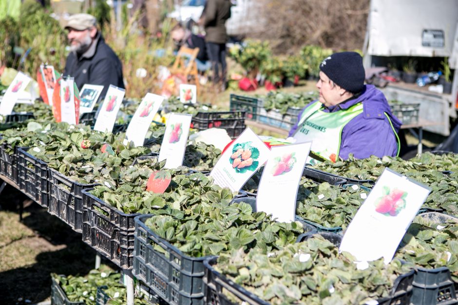 Parodoje „Ką pasėsi...2019“ vėl išsirikiavo brangi ūkio technika