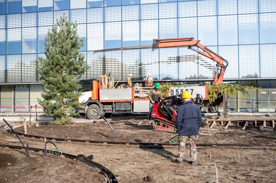 A. Šabaniausko atminimui – ypatingas Vienybės aikštės gluosnis