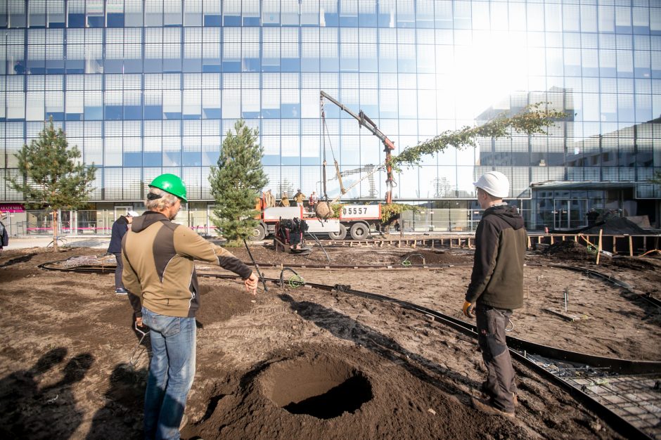 A. Šabaniausko atminimui – ypatingas Vienybės aikštės gluosnis