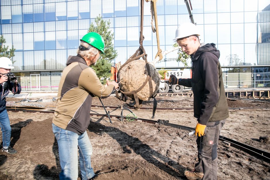 A. Šabaniausko atminimui – ypatingas Vienybės aikštės gluosnis