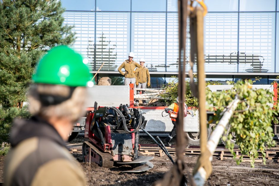 A. Šabaniausko atminimui – ypatingas Vienybės aikštės gluosnis