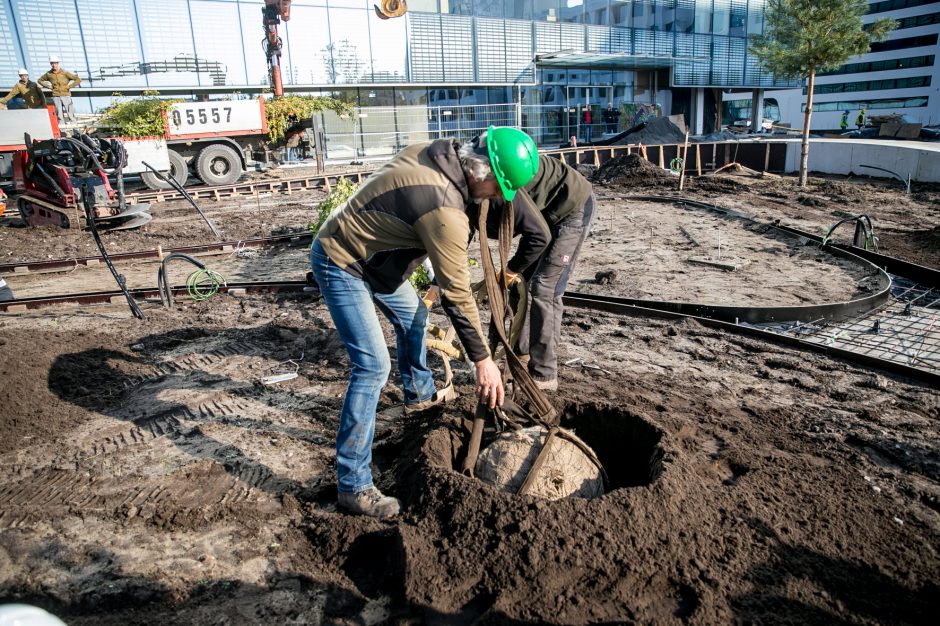 A. Šabaniausko atminimui – ypatingas Vienybės aikštės gluosnis