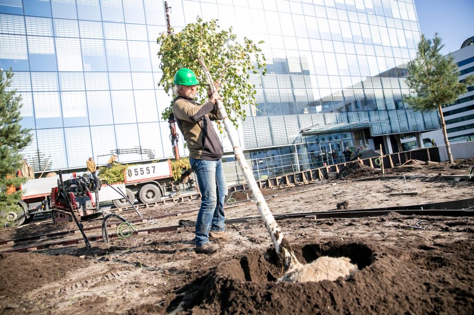 A. Šabaniausko atminimui – ypatingas Vienybės aikštės gluosnis