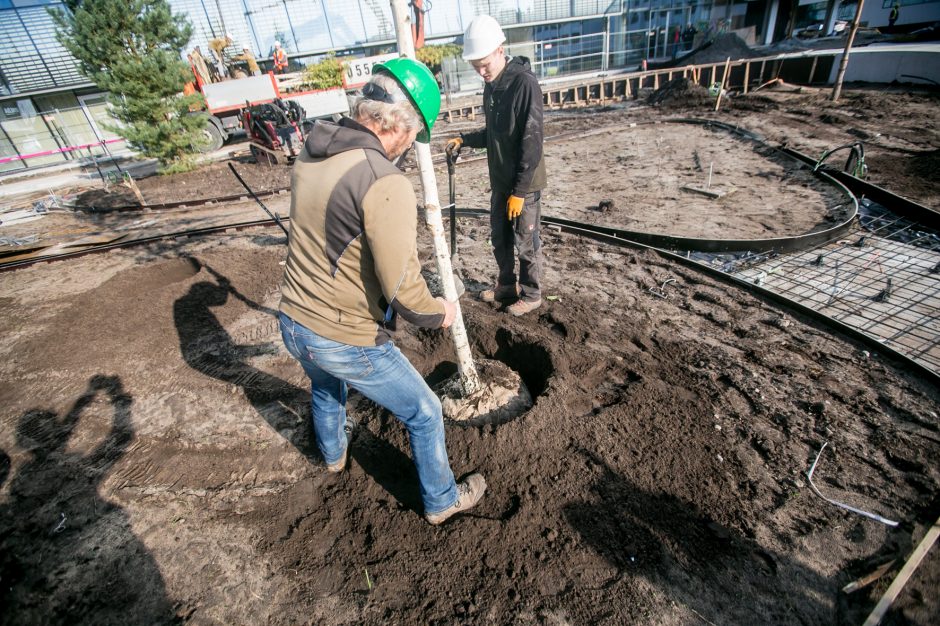 A. Šabaniausko atminimui – ypatingas Vienybės aikštės gluosnis