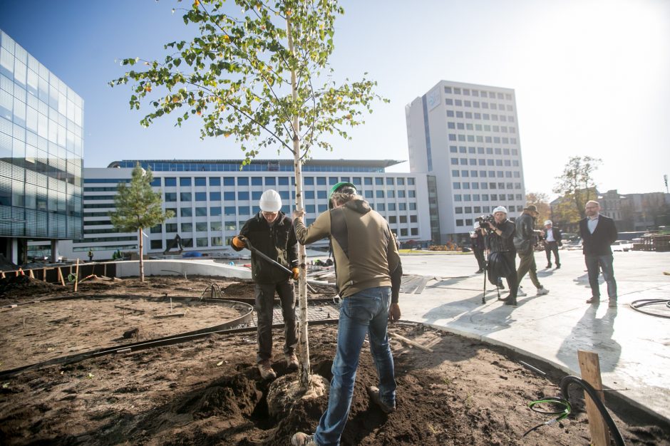 A. Šabaniausko atminimui – ypatingas Vienybės aikštės gluosnis