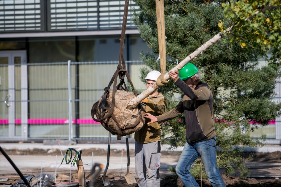 A. Šabaniausko atminimui – ypatingas Vienybės aikštės gluosnis