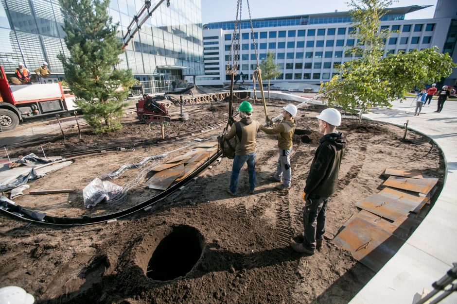 A. Šabaniausko atminimui – ypatingas Vienybės aikštės gluosnis