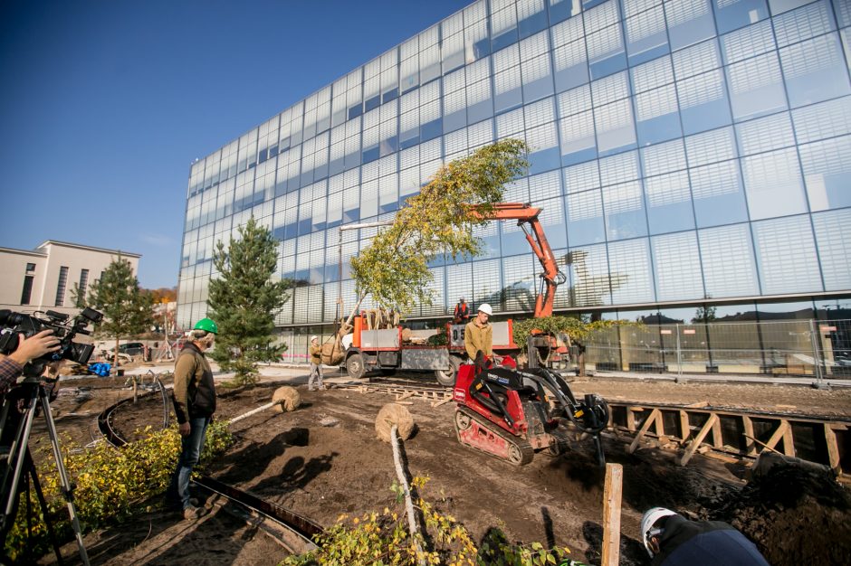 A. Šabaniausko atminimui – ypatingas Vienybės aikštės gluosnis