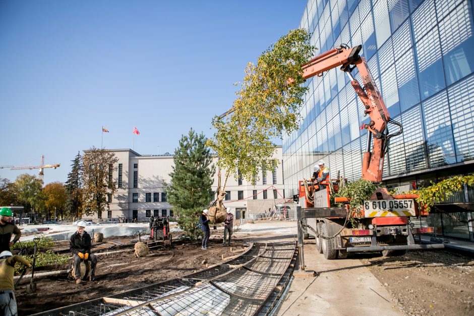 A. Šabaniausko atminimui – ypatingas Vienybės aikštės gluosnis