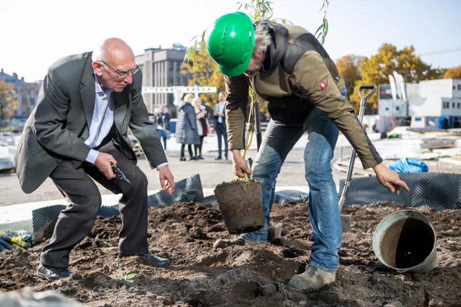 A. Šabaniausko atminimui – ypatingas Vienybės aikštės gluosnis