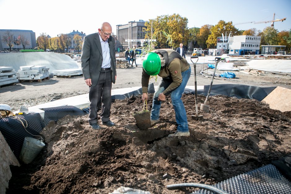 A. Šabaniausko atminimui – ypatingas Vienybės aikštės gluosnis