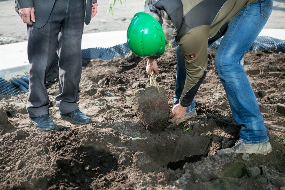 A. Šabaniausko atminimui – ypatingas Vienybės aikštės gluosnis