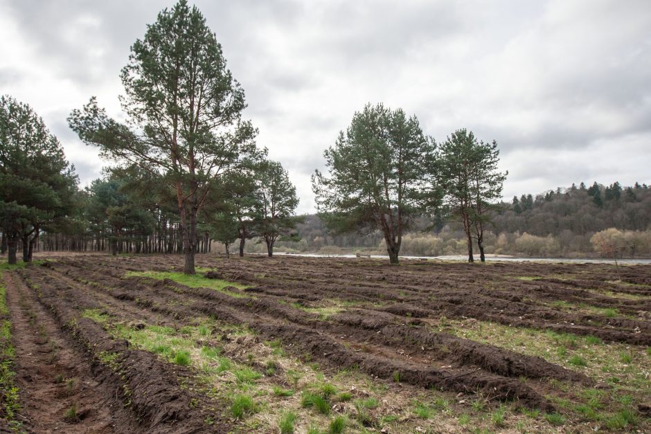 Panemunėje ir Lampėdžiuose – dešimtys tūkstančių pušelių