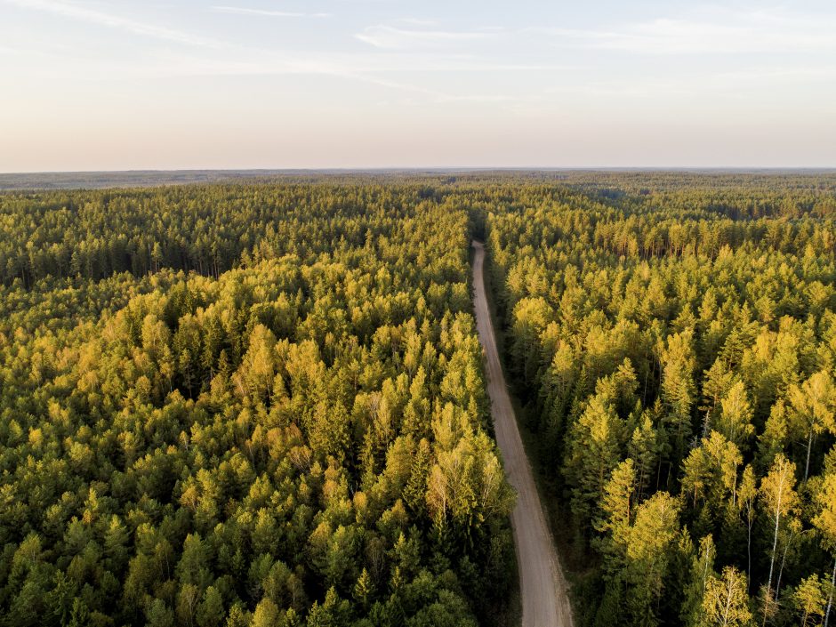 Seime vėl pritrūko balsų dar kartą priimti Miškų įstatymą