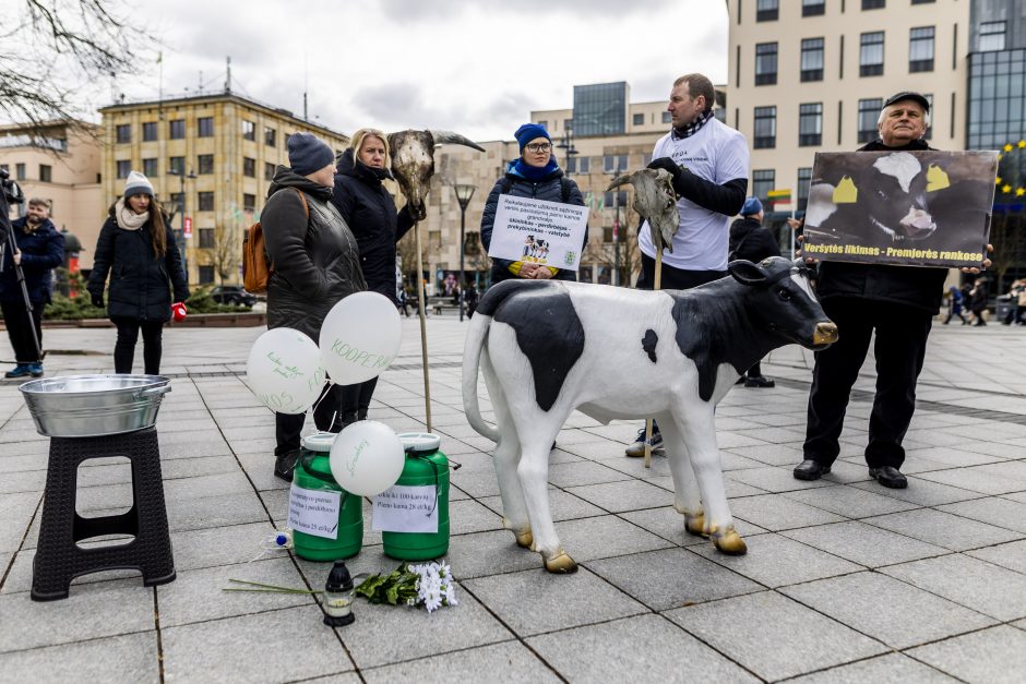 Pieno ūkininkai žada didelę protesto akciją