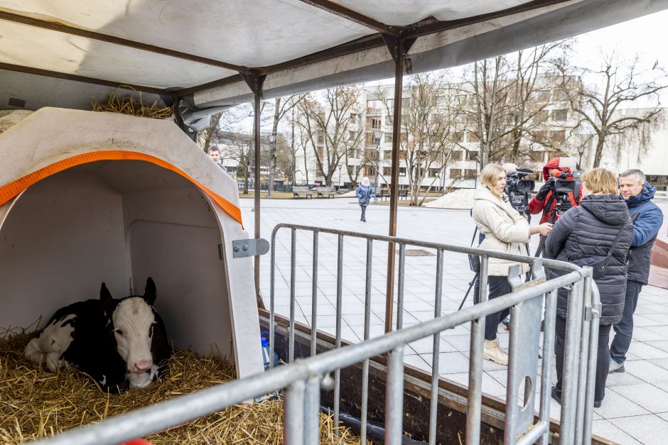 Pieno ūkininkai žada didelę protesto akciją