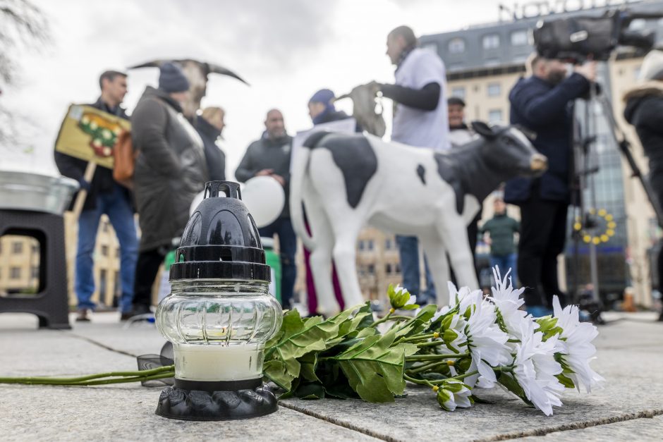 Pieno ūkininkai žada didelę protesto akciją