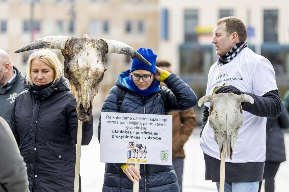 Pieno ūkininkai žada didelę protesto akciją