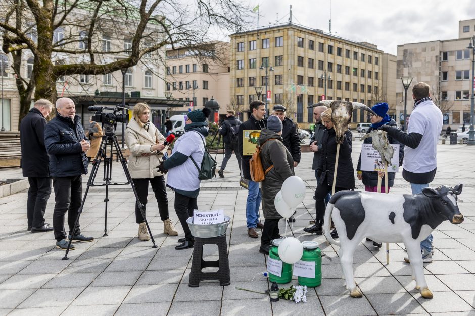 Pieno ūkininkai žada didelę protesto akciją